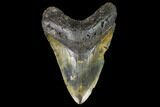 Giant, Fossil Megalodon Tooth - North Carolina #108931-1